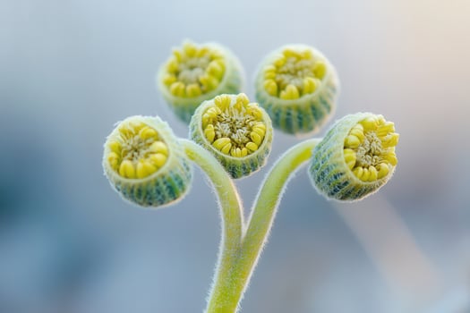 Close-up of green plant buds with yellow tips. photo