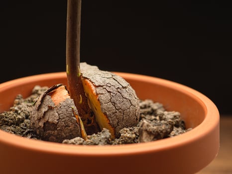 Macro shot of sprouted avocado seed planted in a potted on a wooden table photo