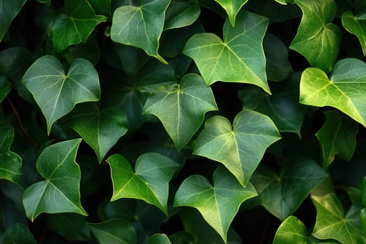 A dense arrangement of green ivy leaves. photo