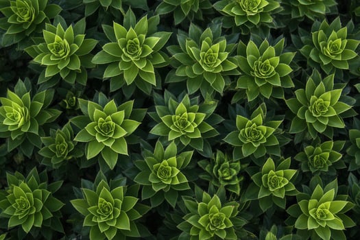 A vibrant arrangement of succulent plants in green hues. photo