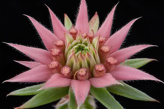Close-up of a pink spiky plant blossom on a black background. photo