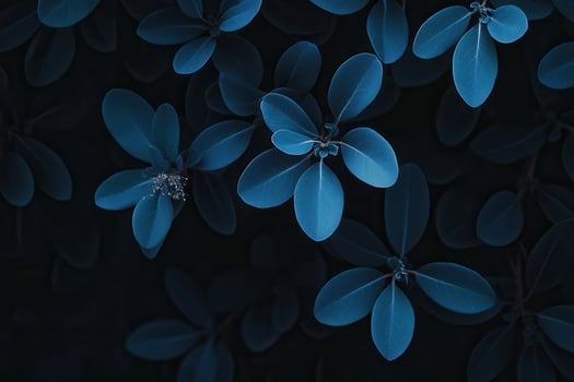 Blue-toned leaves on a dark background. photo