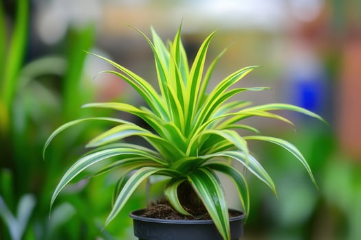 A vibrant potted plant with striped leaves. photo