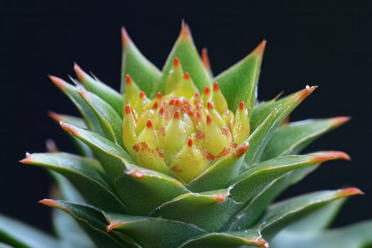 Close-up of a vibrant green succulent plant. photo