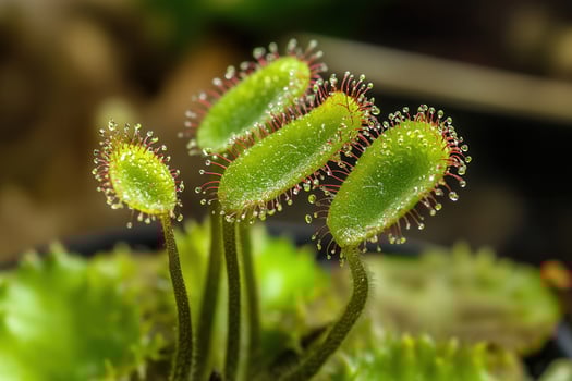Close-up of sundew plants with dew droplets. photo