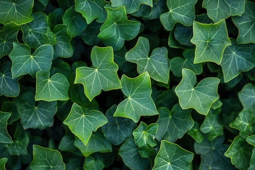Close-up of lush green ivy leaves with intricate patterns. photo