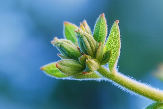 Close-up of budding plant leaves and flower buds. photo