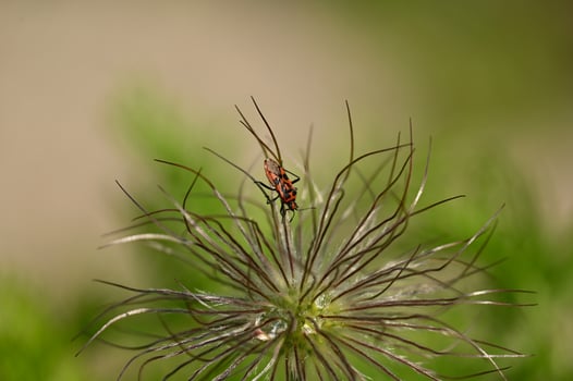 a red and black bug on a plant photo