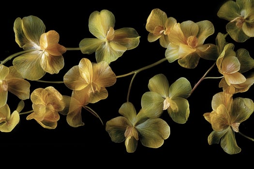 Delicate yellow flowers arranged artistically on a dark background. photo