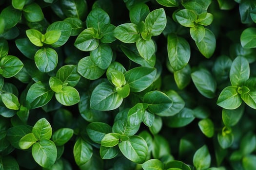 Lush green leaves forming a dense, vibrant foliage. photo