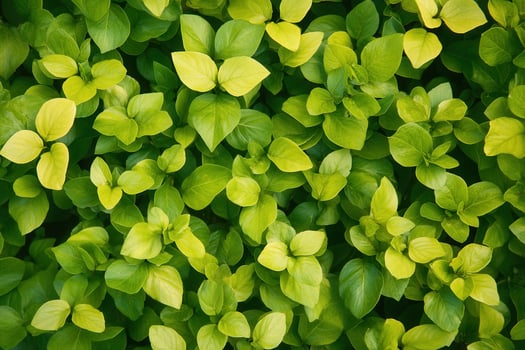 Lush green leaves creating a vibrant natural texture. photo