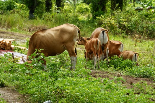 A herd of cows grazing in a field photo