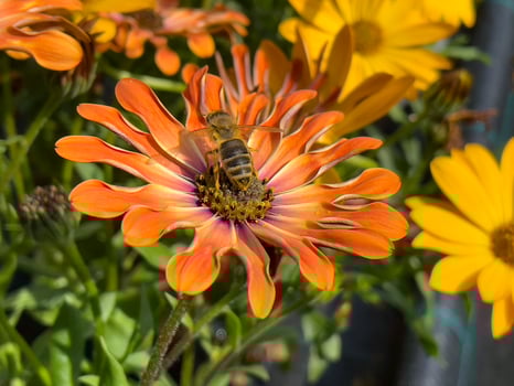 close shot of a bee on a orange cape daisy in the nature photo