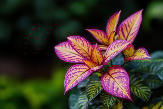 Vibrant pink and green leaves showcasing natural beauty. photo