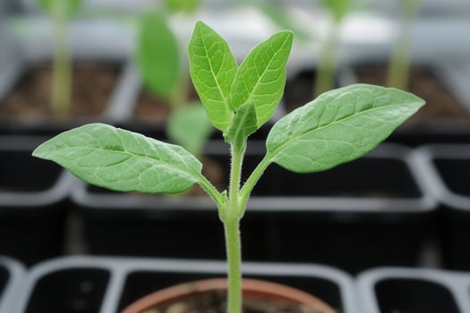 Young plant with vibrant green leaves growing indoors. photo