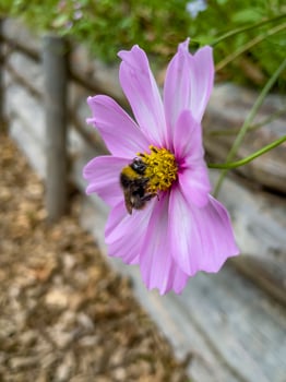 close shot of a bumblebee on a blooming flower photo