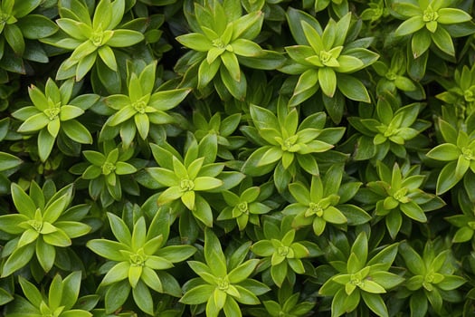 Lush green succulent leaves arranged closely together. photo