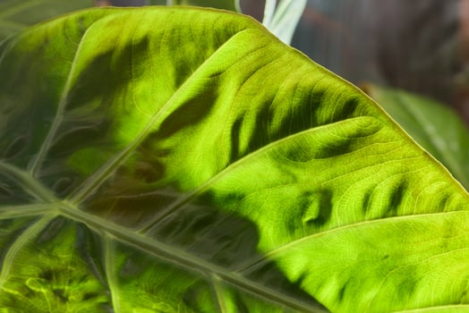 A CloseUp of a Vibrant Green Leaf Highlighting Its Rich Texture and Light Effects photo