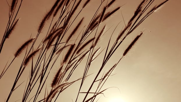 grass flowers, grassland, sunset, beautiful nature photo