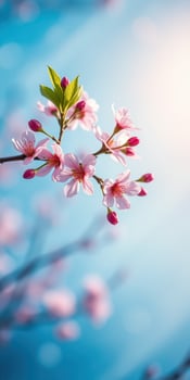 Cherry blossom branches bloom magnificently against a bright blue sky in early spring photo