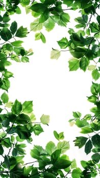 Tree leaves framing a plain white background, photo