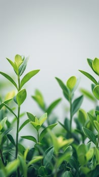 Out-of-focus plants at the bottom sides with a pure white background, photo