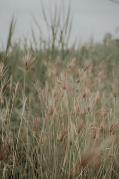 A field of tall grass with a cloudy sky photo