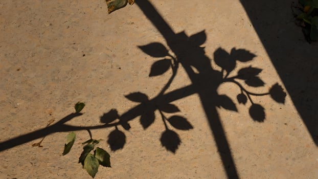 Sunlit Shadow of Plant on Textured Surface photo