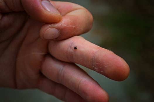 Tick walking on human arm photo