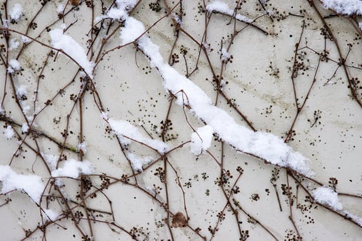 Tangled ivy vines on a wall dusted with snow, creating an intricate natural winter pattern ideal for backgrounds or abstract designs. Closeup of bare climbing plants covered in snow, photo