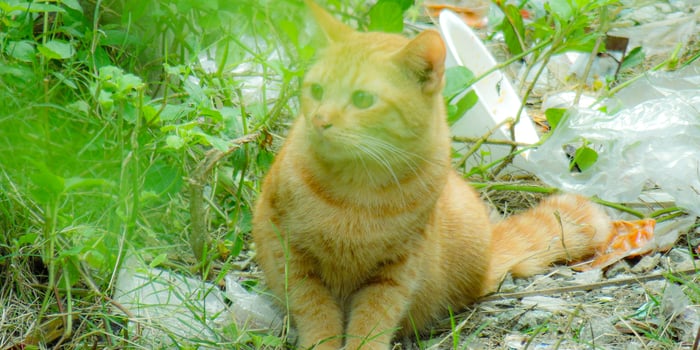 A cat sitting in the grass photo