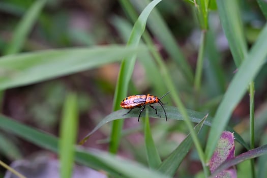 Dysdercus cingulatus insect perched on a leaf stem. Insect with red back and a little black pattern. Cotton plant pest. Closeup shot. Macrophotography Themes photo