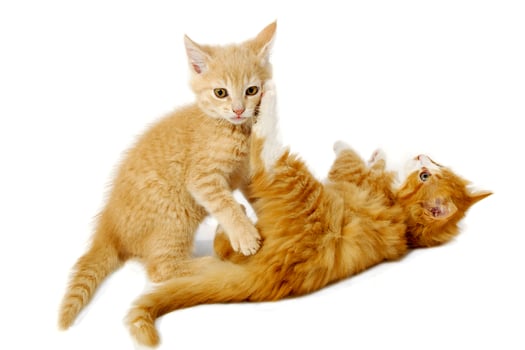 Fighting kittens on a white background photo