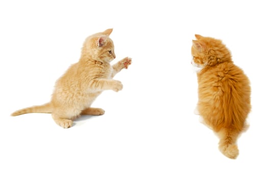 Fighting kittens on a white background photo