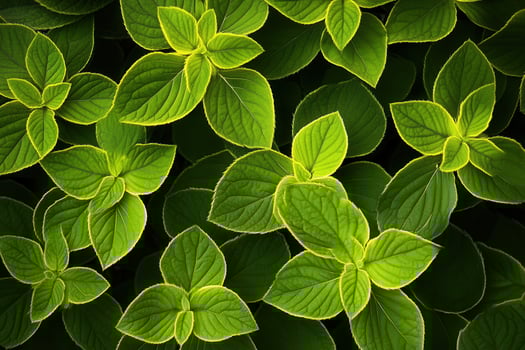 Lush green leaves with vibrant textures and patterns. photo