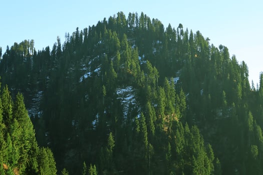 Snow-Dusted Fir Tree Forest on a Mountain Slope, Day Sunlight in Malam Jabba, Pakistan photo