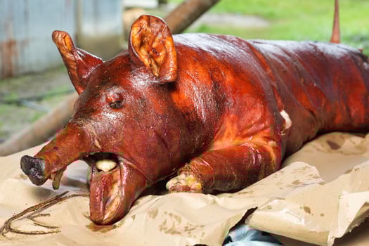 a pig is sitting on a piece of paper photo