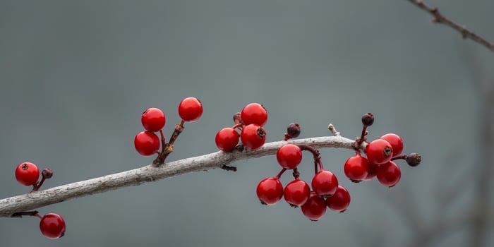 Red berries on a branch with a blurry background photo