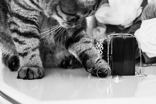 Fat cat playing with wedding rings and accesories photo