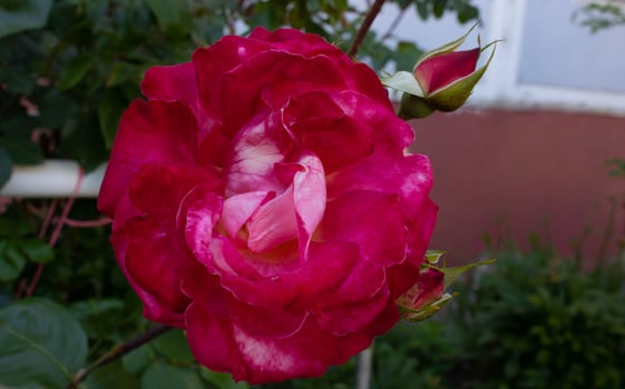A lonely red rose in the city garden on a flower bed. photo