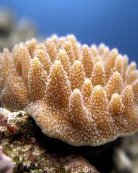 Vibrant coral reef underwater photo