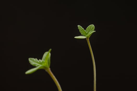 Cannabis seedling against a black background. Selective focus photo