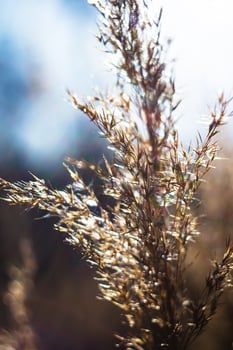 beautiful view of natural scenery, spikelets of grass, winter's field, spikelets photo