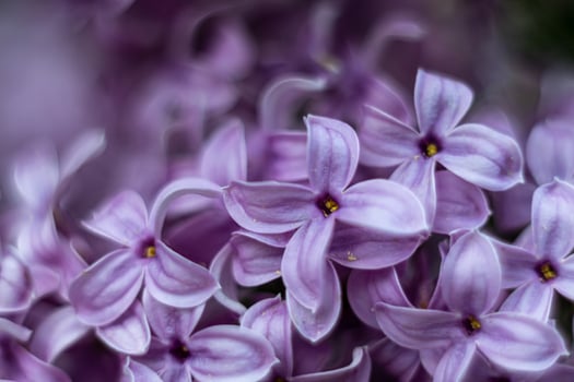 Macro shot of lilac lilac flowers on a bush branch photo