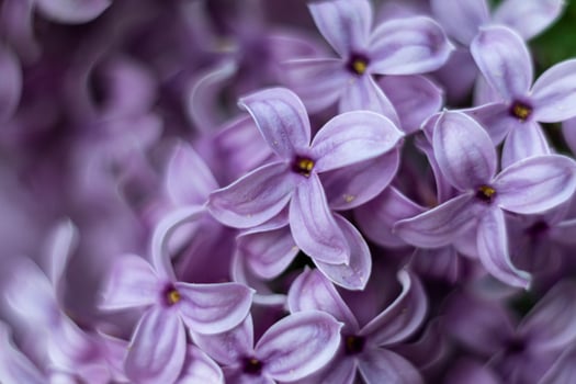 Macro shot of lilac lilac flowers on a bush branch photo