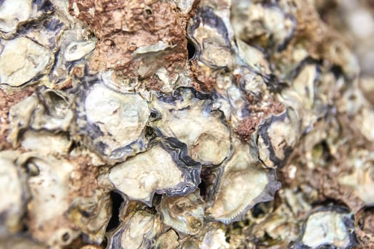 Close up of oyster shells texture on rocky surface. natural patterns and marine life details. photo
