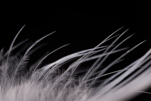 White texture abstract on black background, bird feather photo