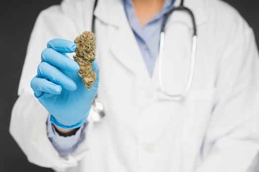 Doctor holding dry cannabis buds flower while standing in the medical science laboratory photo