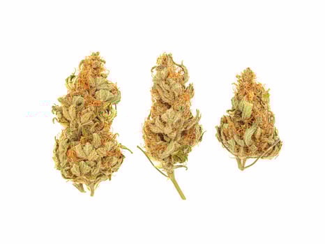Dry cannabis buds flowers are on a white background photo