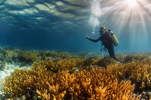 Diver exploring vibrant coral reef underwater. photo